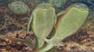 Microbrachius dicki