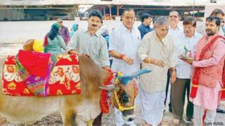 छत्तीसगढ़, गाय, माता