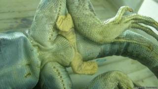 Lagarto (Wikimedia)