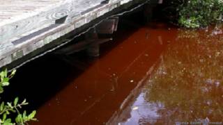 Marea roja.