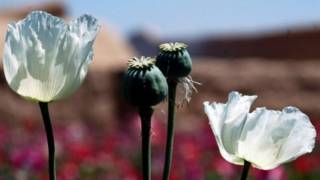 opium