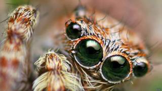 araña