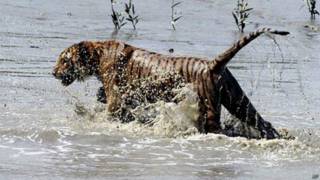 Tigre de Bengala
