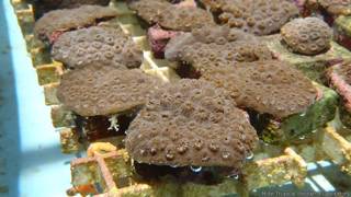 Fragmentos de coral