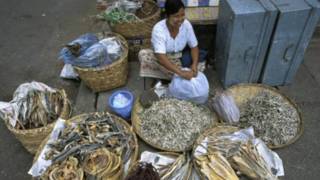 burma fish