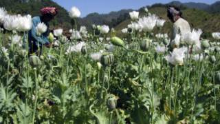 _opium
