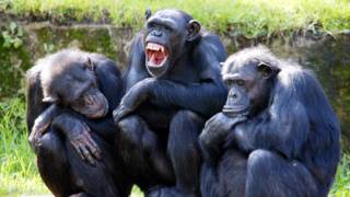 Chimpancés
