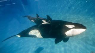 Ballenas en SeaWorld