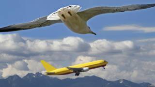 Gaivota perto de avião