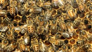Honey bees