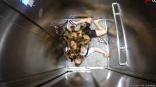 El perro araña