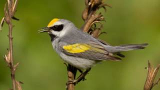 Tsuntsaye Warbler