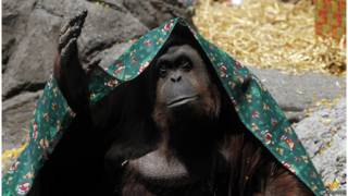 orangutan