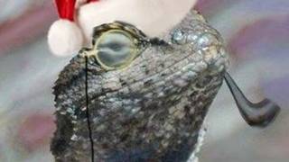 Logo de Lizard Squad