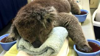 Avustralya'da yangından kurtarılan koala