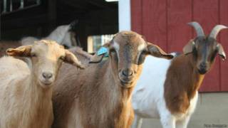 Cabras