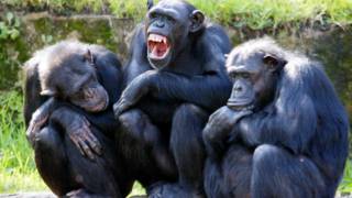 Chimpancés