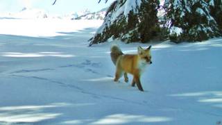 Zorro rojo en Yosemite