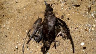 A dead bird