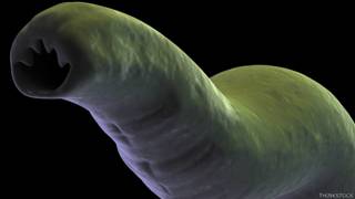 Hookworm