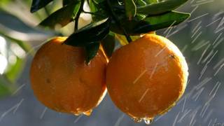Naranjas