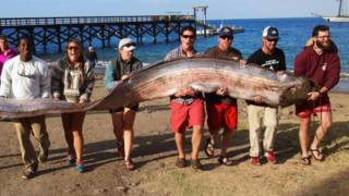 Banhistas seguram peixe-remo em Catalina, nos EUA