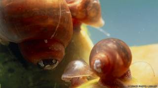caracol de agua