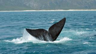 A whale in the sea