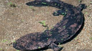 salamander
