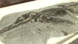 Ictiosaurio
