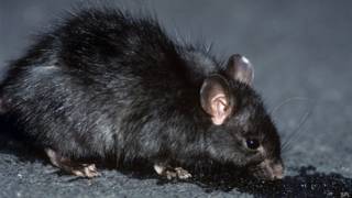 Rata negra