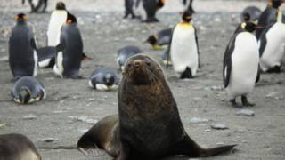 http://ichef.bbci.co.uk/news/ws/320/amz/worldservice/live/assets/images/2015/03/03/150303131601_penguin2_624x351_liamquinn_nocredit.jpg