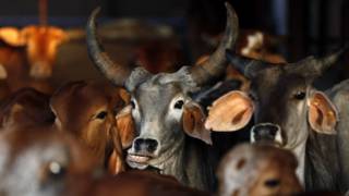 گائے کی تصویر