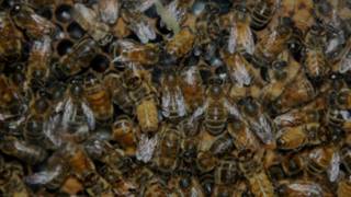 Lots of bees