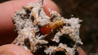 Termita