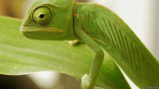 Foto: Thinkstock