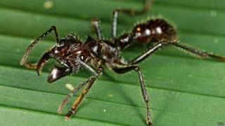 Hormigas balas