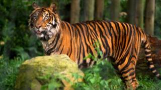 A tiger in the woods