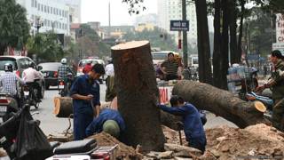 Chặt cây xanh Hà Nội