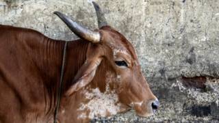 गाय