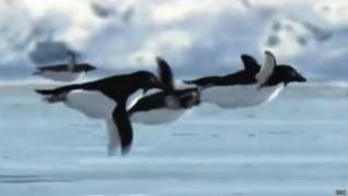 Кадр из фильма Би-би-си о летающих пингвинах