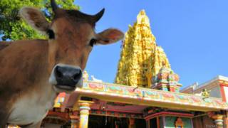गाय