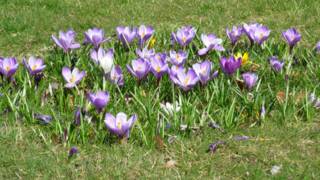 Crocus flowers grow in the spring sunshine