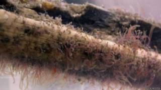 Los Osedax habría hecho desaparecer fósiles muy importantes para conocer a los vertebrados marinos del pasado.