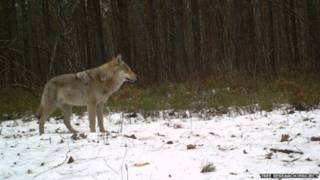 Lobo