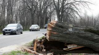 Уничтоженное дерево в Калининградской области
