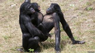 bonobo