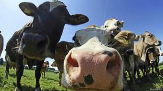 Vacas