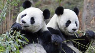 Panda