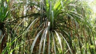 Pandanus candelabrum